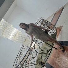 Լիլիթ